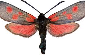 Attēlu rezultāti vaicājumam “Zygaena viciae”