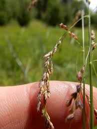 Attēlu rezultāti vaicājumam “Glyceria striata”