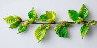 Attēlu rezultāti vaicājumam “Carpinus betulus leaf”