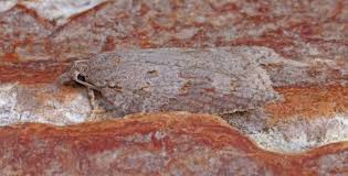 Attēlu rezultāti vaicājumam “Acleris aspersana”