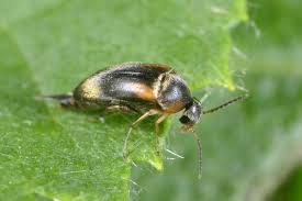 Attēlu rezultāti vaicājumam “Mordellidae”