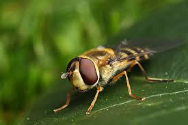 Attēlu rezultāti vaicājumam “Syrphus sp.”