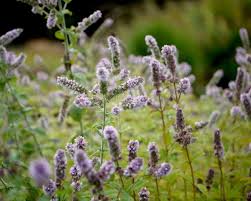 Image result for Menta x piperita