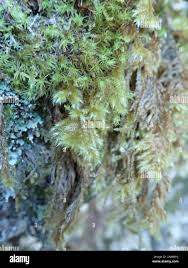 Attēlu rezultāti vaicājumam “Brachytheciastrum velutinum”