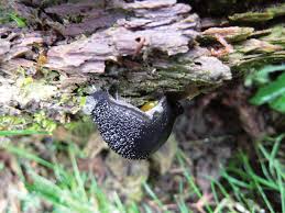 Attēlu rezultāti vaicājumam “Buxbaumia aphylla sporophyte”