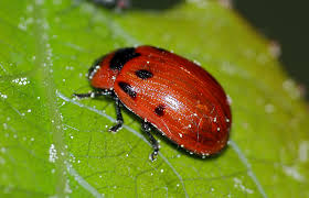 Attēlu rezultāti vaicājumam “Gonioctena viminalis”