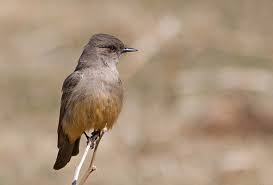 Image result for Sayornis phoebe