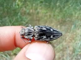 Attēlu rezultāti vaicājumam “Chalcophora mariana”