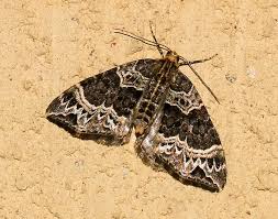 Attēlu rezultāti vaicājumam “Ecliptopera silaceata”