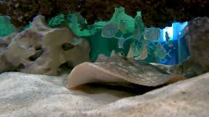 Image result for Pseudobatos lentiginosus