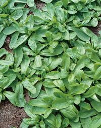 Image result for Feldsalat