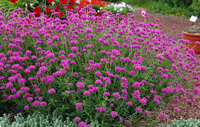 Image result for Kugelamarant