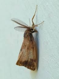 Attēlu rezultāti vaicājumam “Udea lutealis”