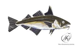 Image result for Melanogrammus aeglefinus