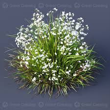 Attēlu rezultāti vaicājumam “Carex elata flower”