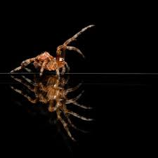 Attēlu rezultāti vaicājumam “Araneus diadematus juvenile”