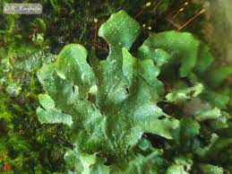 Attēlu rezultāti vaicājumam “Junghuhnia pseudozilingiana”