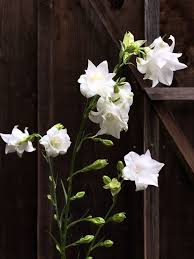 Attēlu rezultāti vaicājumam “Campanula persicifolia bud”