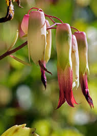 Image result for life flower