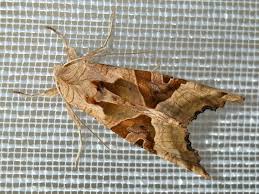 Attēlu rezultāti vaicājumam “Phlogophora meticulosa”