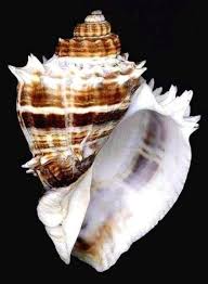 Image result for Melongena corona