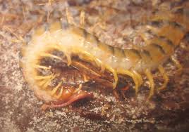 Attēlu rezultāti vaicājumam “Melanotus sp.”