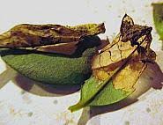 Attēlu rezultāti vaicājumam “Gracillaria syringella”