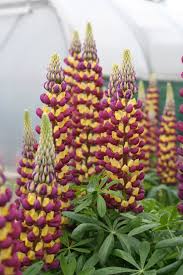 Attēlu rezultāti vaicājumam “Lupinus polyphyllus flower”