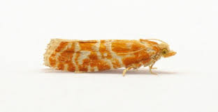 Attēlu rezultāti vaicājumam “Rhyacionia pinicolana”