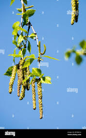 Attēlu rezultāti vaicājumam “Betula pubescens flower”