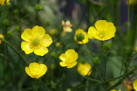 Attēlu rezultāti vaicājumam “Ranunculus acris flower”