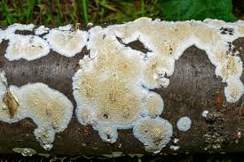 Attēlu rezultāti vaicājumam “Postia sericeomollis”