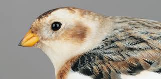 Attēlu rezultāti vaicājumam “Plectrophenax nivalis adult”