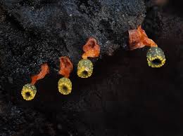 Attēlu rezultāti vaicājumam “Ophiotheca sp.”