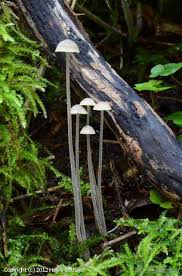 Attēlu rezultāti vaicājumam “Mycena amicta”
