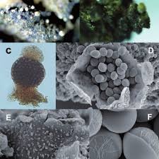Attēlu rezultāti vaicājumam “Badhamiopsis macrospora”