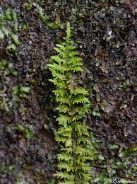 Attēlu rezultāti vaicājumam “Thuidium”