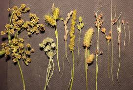 Attēlu rezultāti vaicājumam “Cyperaceae”