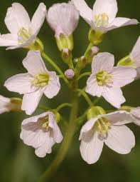 Attēlu rezultāti vaicājumam “Cardamine pratensis”