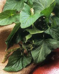 Attēlu rezultāti vaicājumam “Chenopodium bonus-henricus leaf”