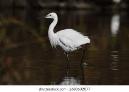 Image result for Egretta garzetta