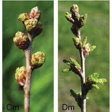 Attēlu rezultāti vaicājumam “Quercus robur bud”