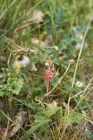 Attēlu rezultāti vaicājumam “Geranium dissectum fruit”