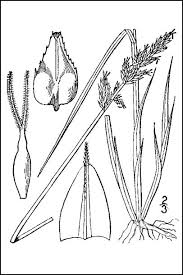 Attēlu rezultāti vaicājumam “Carex diandra leaf”