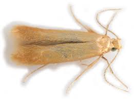 Attēlu rezultāti vaicājumam “Tischeria ekebladella”