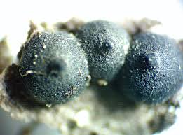 Attēlu rezultāti vaicājumam “Octospora splachnophila spores”