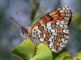 Attēlu rezultāti vaicājumam “Melitaea phoebe underside”