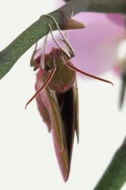 Attēlu rezultāti vaicājumam “Deilephila elpenor imago”