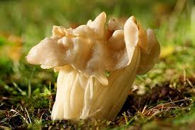 Attēlu rezultāti vaicājumam “Helvella crispa”