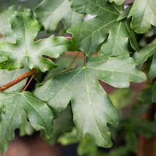 Attēlu rezultāti vaicājumam “Acer campestre leaf”